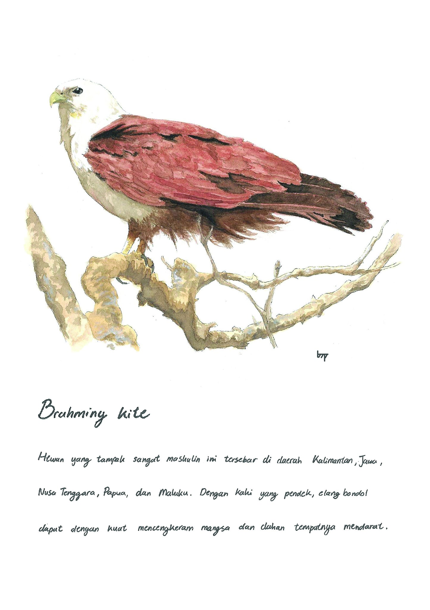 Flora Fauna Note Book