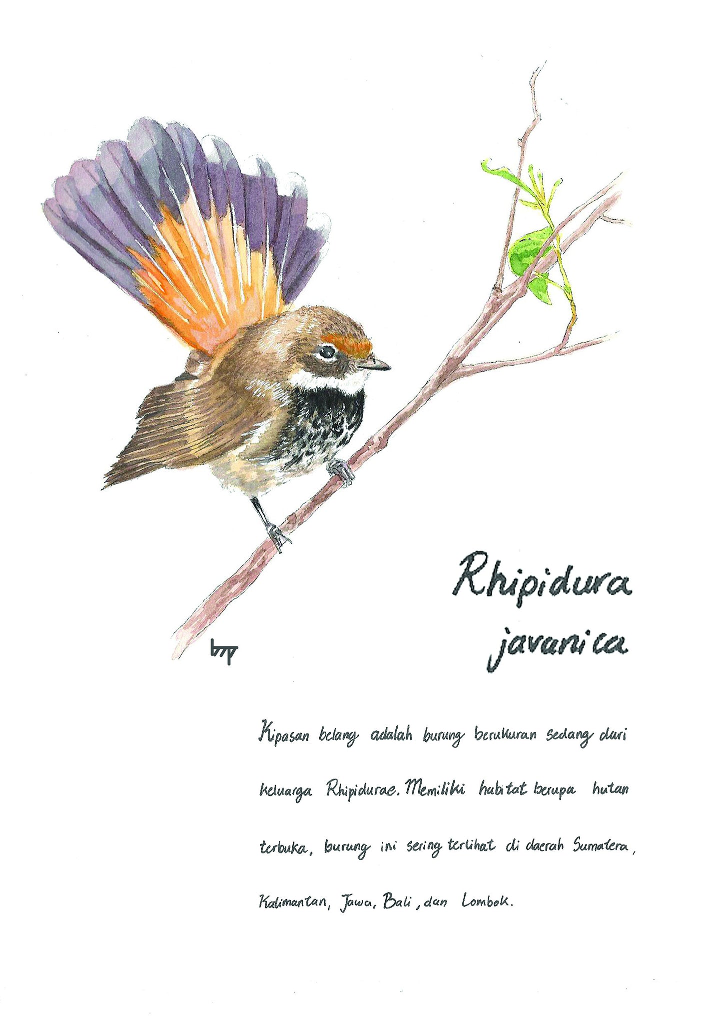Flora Fauna Note Book